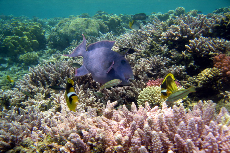 Egypt, Makadi Bay